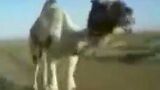 Camello.jpg